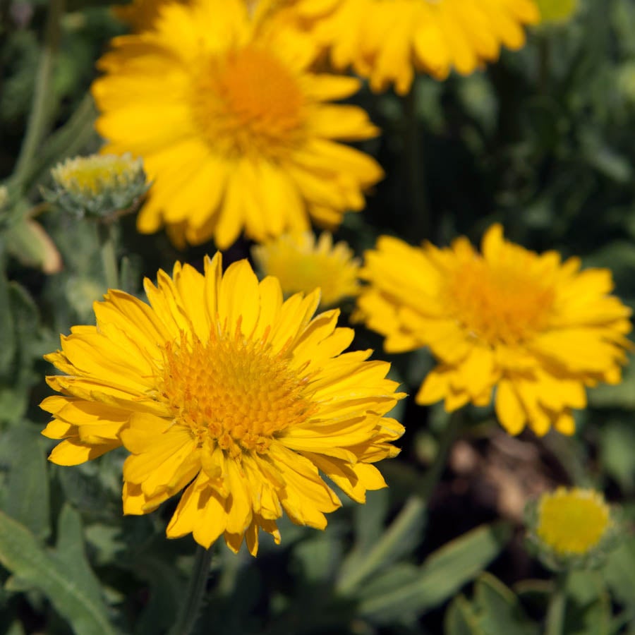Gaillardia discount mesa yellow